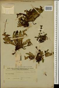 Taraxacum confusum Schischk., Caucasus, Azerbaijan (K6) (Azerbaijan)