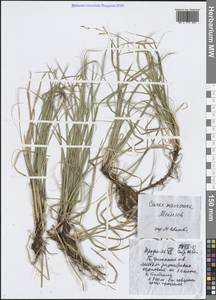 Carex pediformis var. macroura (Meinsh.) Kük., Siberia, Baikal & Transbaikal region (S4) (Russia)