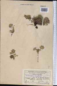Dracocephalum origanoides Steph. ex Willd., Middle Asia, Western Tian Shan & Karatau (M3) (Kyrgyzstan)