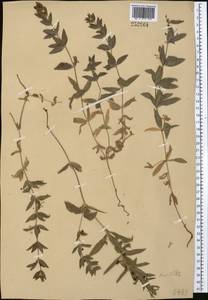 Rubia tatarica (Trevis.) F.Schmidt, Middle Asia, Muyunkumy, Balkhash & Betpak-Dala (M9) (Kazakhstan)