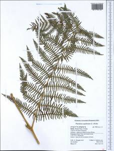 Pteridium aquilinum (L.) Kuhn, Western Europe (EUR) (Italy)