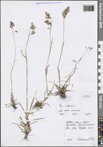 Poa alpina L., Caucasus, North Ossetia, Ingushetia & Chechnya (K1c) (Russia)