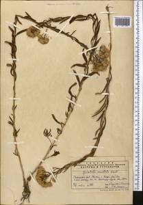 Galatella sedifolia subsp. sedifolia, Middle Asia, Pamir & Pamiro-Alai (M2) (Tajikistan)