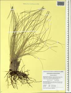 Nardus stricta L., Eastern Europe, Northern region (E1) (Russia)