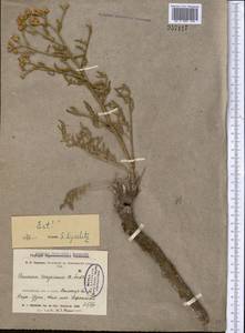Saussurea turgaiensis B. Fedtsch., Middle Asia, Northern & Central Kazakhstan (M10) (Kazakhstan)