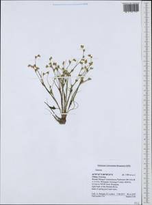 Juncus, South Asia, South Asia (Asia outside ex-Soviet states and Mongolia) (ASIA) (China)