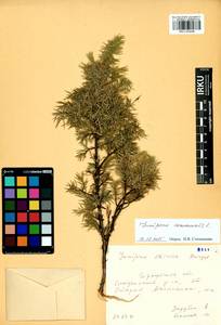 Juniperus communis L., Siberia, Baikal & Transbaikal region (S4) (Russia)