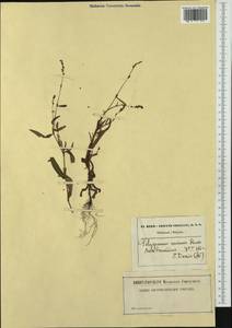 Persicaria minor (Huds.) Opiz, Western Europe (EUR) (Belgium)
