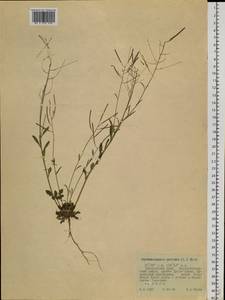 Arabidopsis lyrata subsp. petraea (L.) O'Kane & Al-Shehbaz, Siberia, Russian Far East (S6) (Russia)