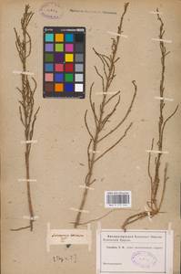 Salicornia perennans Willd., Eastern Europe (no precise locality) (E0) (Not classified)