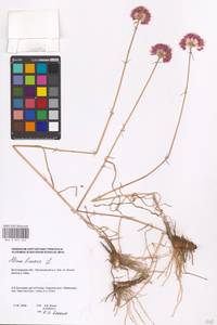 Allium lineare L., Eastern Europe, Lower Volga region (E9) (Russia)