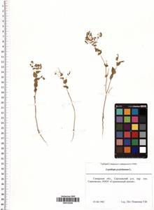 Lepidium perfoliatum L., Eastern Europe, Middle Volga region (E8) (Russia)