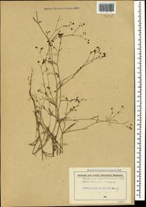 Bupleurum marschallianum C. A. Mey., Caucasus, Georgia (K4) (Georgia)