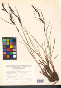 Carex acuta L., Eastern Europe, Moscow region (E4a) (Russia)