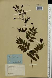 Lathyrus niger (L.) Bernh., Eastern Europe, South Ukrainian region (E12) (Ukraine)