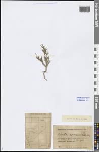 Ofaiston monandrum (Pall.) Moq., Middle Asia, Caspian Ustyurt & Northern Aralia (M8) (Kazakhstan)
