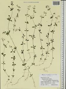 Galium palustre L., Eastern Europe, Northern region (E1) (Russia)