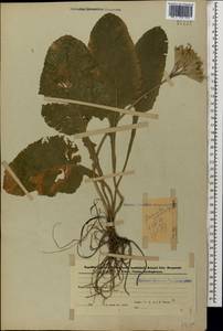 Primula veris subsp. macrocalyx (Bunge) Lüdi, Caucasus, Azerbaijan (K6) (Azerbaijan)