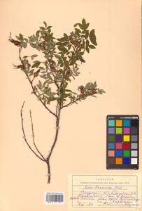 Rosa davurica Pall., Siberia, Russian Far East (S6) (Russia)