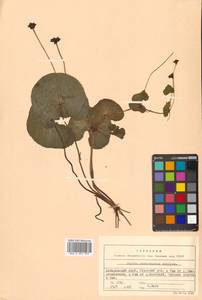 Caltha palustris var. polypetala (Hochst. ex Lorent) Huth, Siberia, Russian Far East (S6) (Russia)