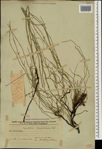Equisetum ramosissimum Desf., Caucasus, Azerbaijan (K6) (Azerbaijan)