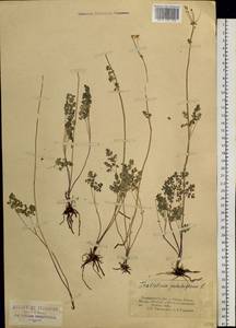 Thalictrum petaloideum L., Siberia, Altai & Sayany Mountains (S2) (Russia)