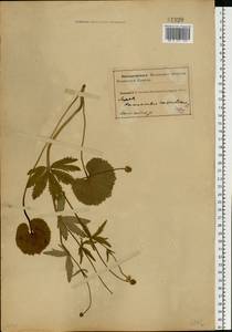 Ranunculus cassubicus L., Eastern Europe, Northern region (E1) (Russia)