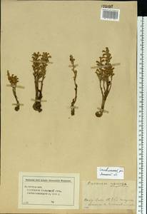 Phelipanche ramosa (L.) Pomel, Eastern Europe, Central forest-and-steppe region (E6) (Russia)