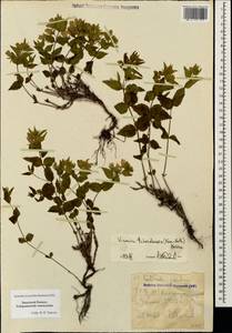 Veronica pontica subsp. teberdensis (Kem.-Nath.), Caucasus, Stavropol Krai, Karachay-Cherkessia & Kabardino-Balkaria (K1b) (Russia)