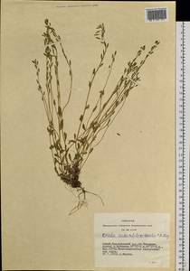 Draba subamplexicaulis C.A. Mey., Siberia, Altai & Sayany Mountains (S2) (Russia)