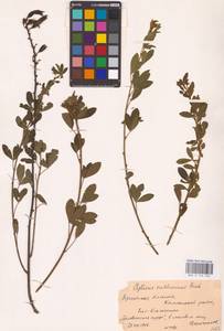 Chamaecytisus ruthenicus (Fisch. ex Woł.) Klásk., Eastern Europe, Belarus (E3a) (Belarus)
