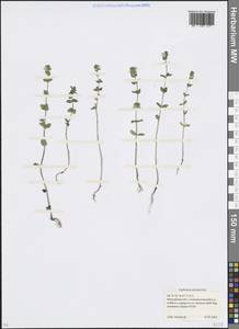 Euphrasia ×vernalis List, Eastern Europe, Moscow region (E4a) (Russia)