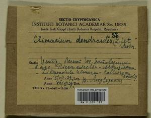 Climacium dendroides (Hedw.) F. Weber & D. Mohr, Bryophytes, Bryophytes - Middle Russia (B6) (Russia)