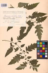 Solanum lycopersicum L., Eastern Europe, Moscow region (E4a) (Russia)