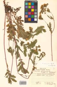 Potentilla tanacetifolia Willd. ex D. F. K. Schltdl., Siberia, Russian Far East (S6) (Russia)