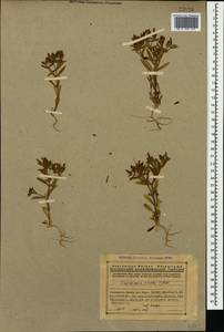 Saponaria viscosa C. A. Mey., Caucasus, Armenia (K5) (Armenia)