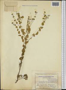 Lepidium perfoliatum L., Caucasus, North Ossetia, Ingushetia & Chechnya (K1c) (Russia)