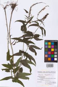 Veronica longifolia L., Eastern Europe, Northern region (E1) (Russia)