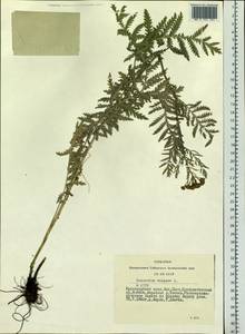 Tanacetum vulgare L., Siberia, Altai & Sayany Mountains (S2) (Russia)