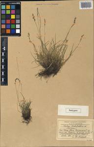 Festuca tschatkalica E.B.Alexeev, Middle Asia, Western Tian Shan & Karatau (M3) (Uzbekistan)