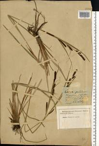 Carex acutiformis Ehrh., Eastern Europe, South Ukrainian region (E12) (Ukraine)