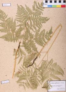Pteridium aquilinum (L.) Kuhn, Siberia, Altai & Sayany Mountains (S2) (Russia)