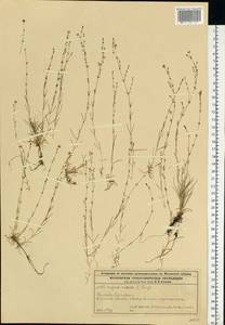 Sagina nodosa (L.) Fenzl, Eastern Europe, Moscow region (E4a) (Russia)