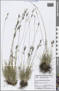 Festuca viviparoidea Krajina ex Pavlick, Siberia, Central Siberia (S3) (Russia)