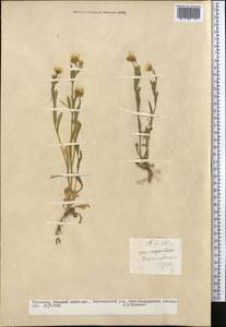 Calendula arvensis L., Middle Asia, Kopet Dag, Badkhyz, Small & Great Balkhan (M1) (Turkmenistan)
