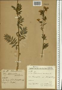 Polemonium caeruleum L., Eastern Europe, Volga-Kama region (E7) (Russia)