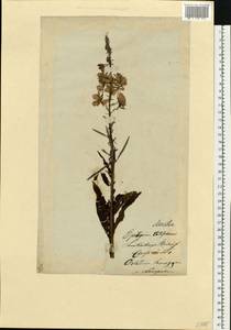 Chamaenerion latifolium (L.) Sweet, Eastern Europe, Lithuania (E2a) (Lithuania)