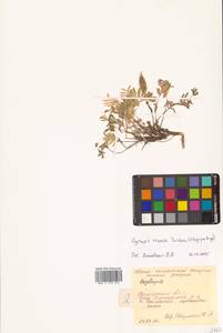 Oxytropis exserta Jurtzev, Siberia, Chukotka & Kamchatka (S7) (Russia)