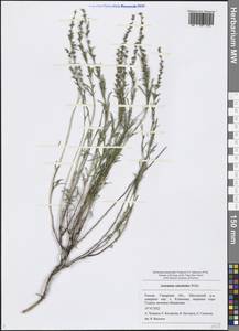 Artemisia salsoloides Willd., Eastern Europe, Middle Volga region (E8) (Russia)