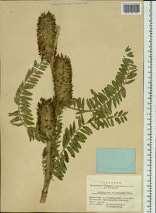 Astragalus alopecurus Pall. ex DC., Siberia, Altai & Sayany Mountains (S2) (Russia)